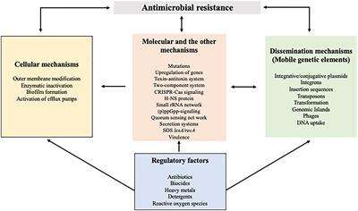 Deciphering the genetic network and programmed regulation of antimicrobial resistance in bacterial pathogens